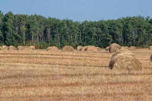 Hay Bales after fall harvest on the Canadian Prairies. photo