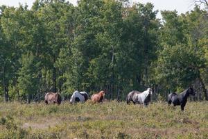 Horses out to pasture in rural Saskatchewan, Canada photo