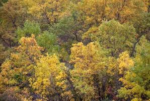 Group of trees turning color in Autumn. photo