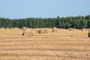 Hay Bales after fall harvest on the Canadian Prairies. photo