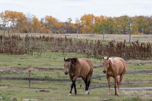 Horses out to pasture in rural Saskatchewan, Canada