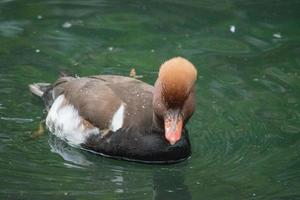 Eclipse Male Red-Crested Pochard, Netta rufina, is a diving duck found in larger lakes and reservoirs in Europe and Asia. photo