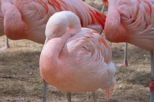 The Chilean flamingo, Phoenicopterus chilensis photo