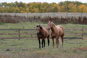 Horses out to pasture in rural Saskatchewan, Canada photo
