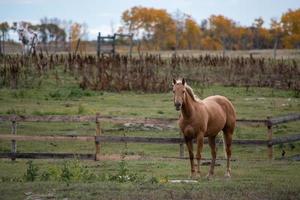 Caballo a pastar en la zona rural de Saskatchewan, Canadá foto