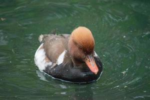 Eclipse Male Red-Crested Pochard, Netta rufina, is a diving duck found in larger lakes and reservoirs in Europe and Asia. photo