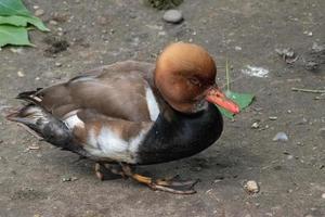 Eclipse Male Red-Crested Pochard, Netta rufina, is a diving duck found in larger lakes and reservoirs in Europe and Asia. photo