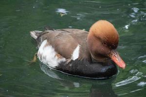 Eclipse Male Red-Crested Pochard, Netta rufina, is a diving duck found in larger lakes and reservoirs in Europe and Asia.