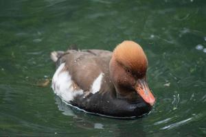 El porrón de cresta roja macho eclipse, netta rufina, es un pato buceador que se encuentra en lagos y embalses más grandes de Europa y Asia. foto