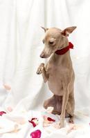 Portrait of Pure breed Italian greyhound dog with roses photo