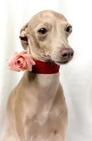 Portrait of Pure breed Italian greyhound dog with roses photo