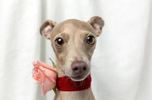 Portrait of Pure breed Italian greyhound dog with roses photo