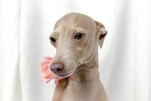 retrato de perro galgo italiano de pura raza con rosas foto