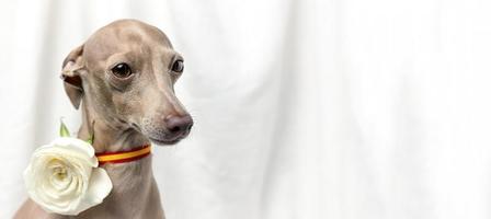 Portrait of Pure breed Italian greyhound dog with roses photo