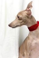 Portrait of Pure breed Italian greyhound dog with roses photo