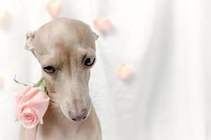 Portrait of Pure breed Italian greyhound dog with roses photo
