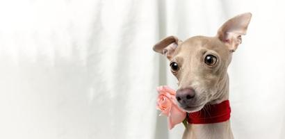 Portrait of Pure breed Italian greyhound dog with roses photo