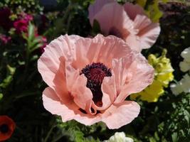 amapola rosa grande en un jardín urbano foto