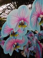 greenhouse grown orchid flower photo