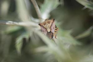 shield bug on a plant leaf photo
