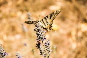 mariposa monarca alimentándose de polen en una planta de lavanda foto