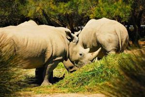 white rhinos in a wildlife nature reserve photo