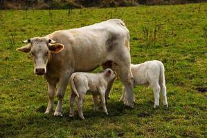 cow suckling young calves