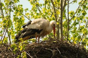 stork building nest in a tree photo