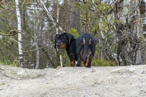 retrato de un cachorro dachshund en el contexto de la naturaleza. foto