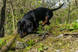 Dachshund puppy sniffs the ground. photo