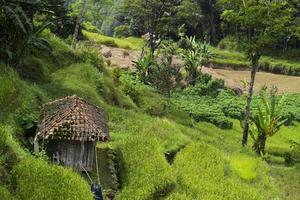hermosos jardines de arroz verde en indonesia foto