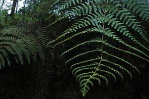 planta de bosque tropical foto