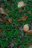 hierba mojada y hojas de otoño en el suelo después de la lluvia foto