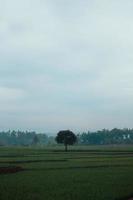 un solo árbol en medio de un campo de arroz foto