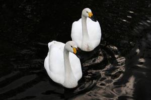 un primer plano de un cisne bewick foto