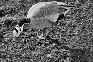 A view of a Bar Headed Goose photo