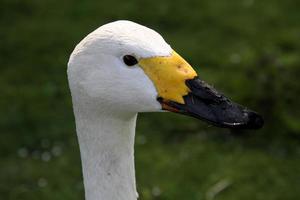 A close up of a Bewick Swan photo