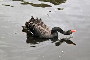 A close up of a Black Swan photo