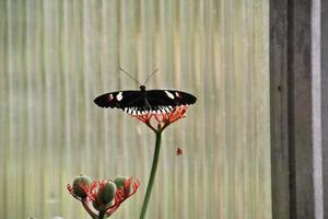 A close up of a Buttefly photo