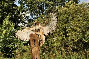 A close up of a Common Buzzard photo