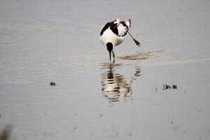 A view of an Avocet photo