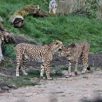 A close up of a Cheetah on the prowl photo