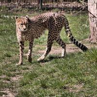 A close up of a Cheetah on the prowl photo