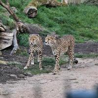 A close up of a Cheetah on the prowl photo