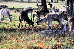 A view of some Fallow Deer in Richmond Park in London photo