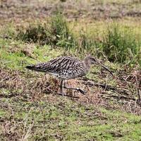 A close up of a Curlew photo