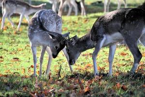 A view of some Fallow Deer in Richmond Park in London photo