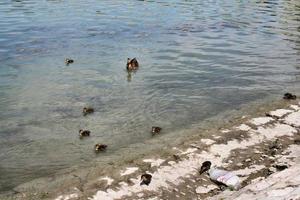 A view of a Mallard Duck photo