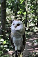 A close up of a Barn Owl photo