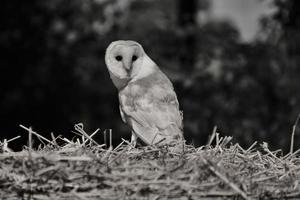 A close up of a Barn Owl photo